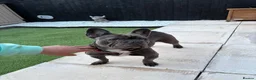 French Bulldog dogs for sale: Tilly for rehoming  in Burton-on-Trent - Advert 1