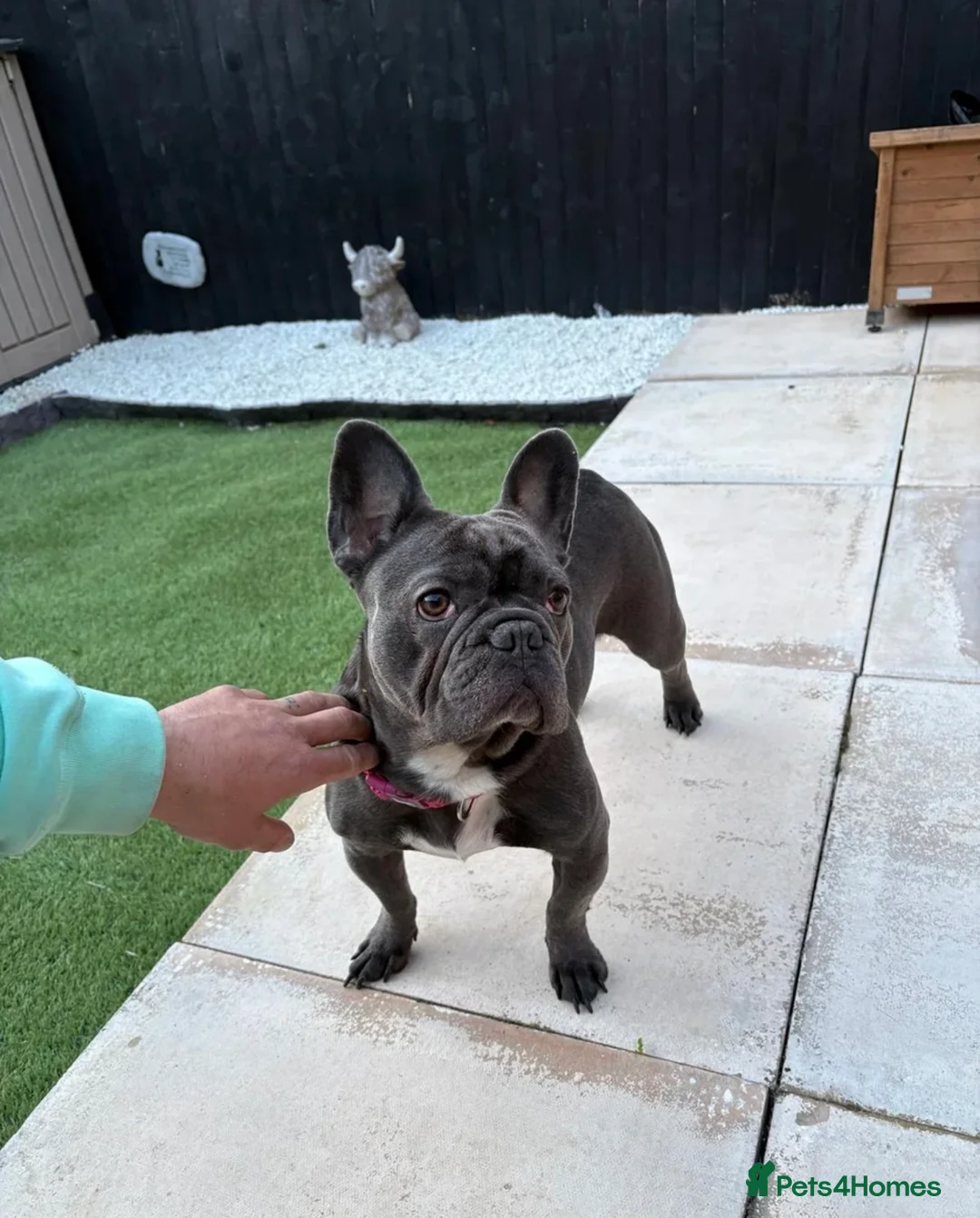 French Bulldog dogs for sale: Tilly for rehoming  in Burton-on-Trent - Advert 1