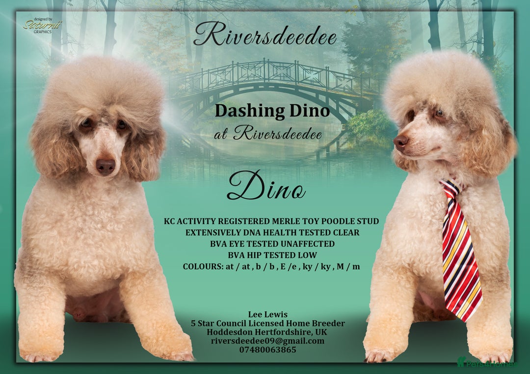 Toy Poodle dogs for stud: EXTENSIVELY HEALTH TESTED POODLE STUD - Advert 1