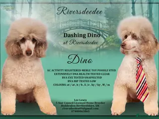 Toy Poodle dogs EXTENSIVELY HEALTH TESTED POODLE STUD - Advert 11