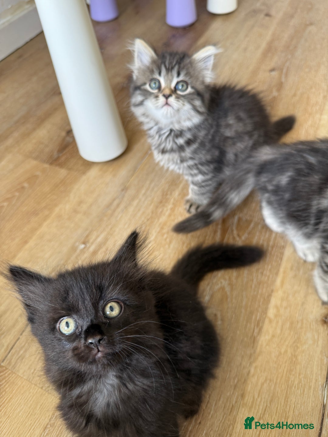 Persian cats for sale: Persian / British shorthair mix 🩷8 weeks old 🩷 - Image 12