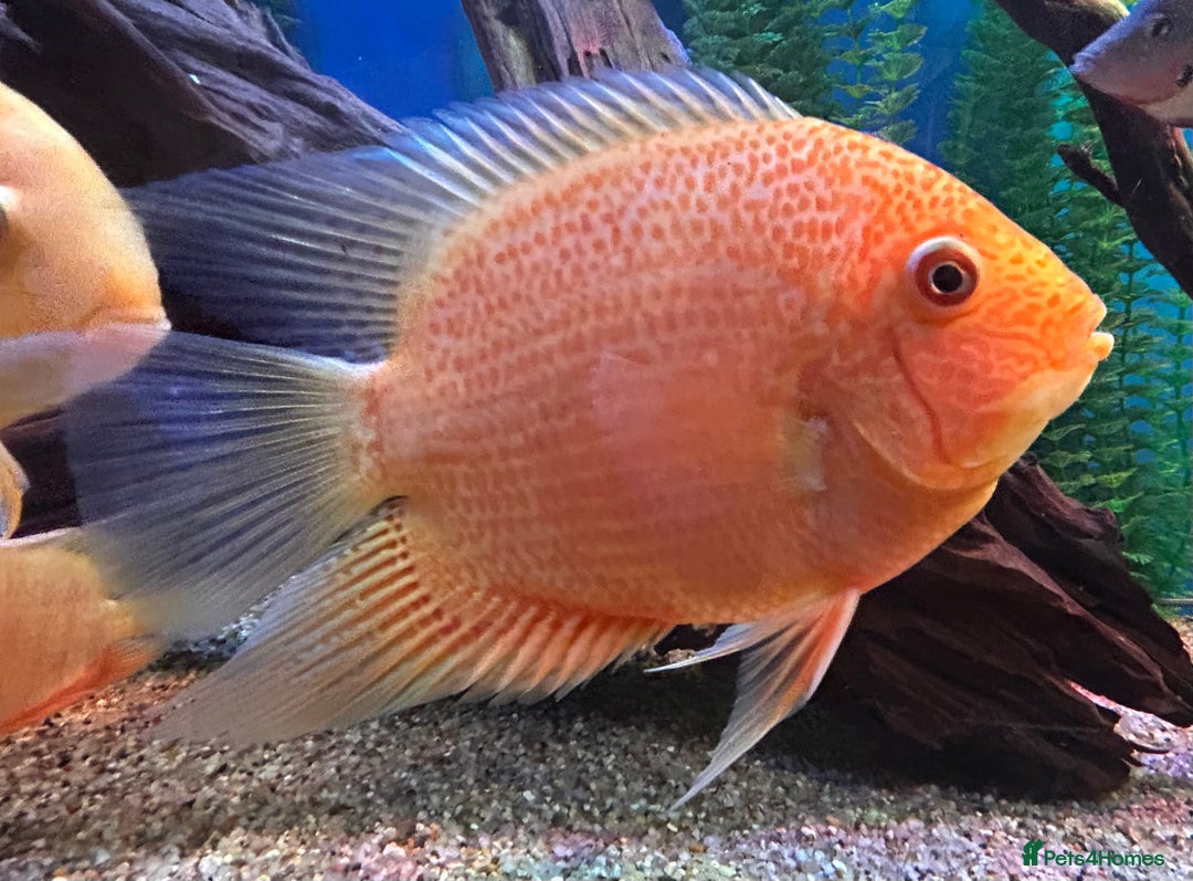 Other/Mixed Breed fish for sale: Tropical fish  - Advert 2