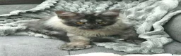 Maine Coon cats for sale: ⚜️ championline maine coon kittens ⚜️ polydactyl - Advert 29