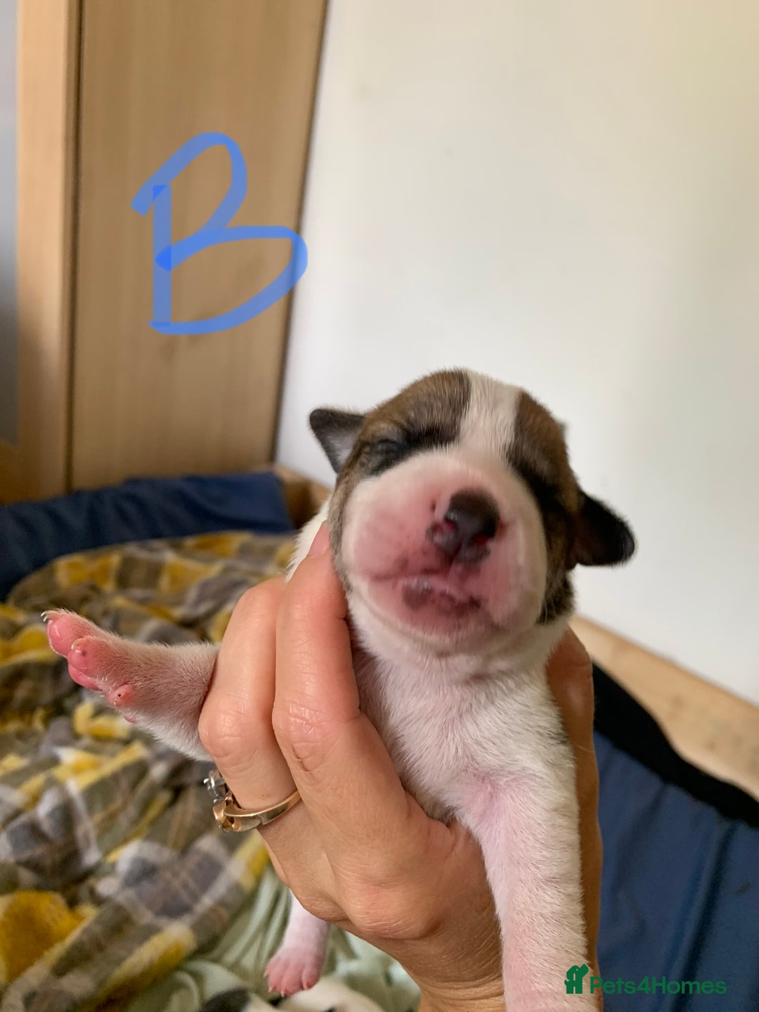 Staffordshire Bull Terrier dogs for sale: Staffordshire Bull Terrier puppies  - Image 4
