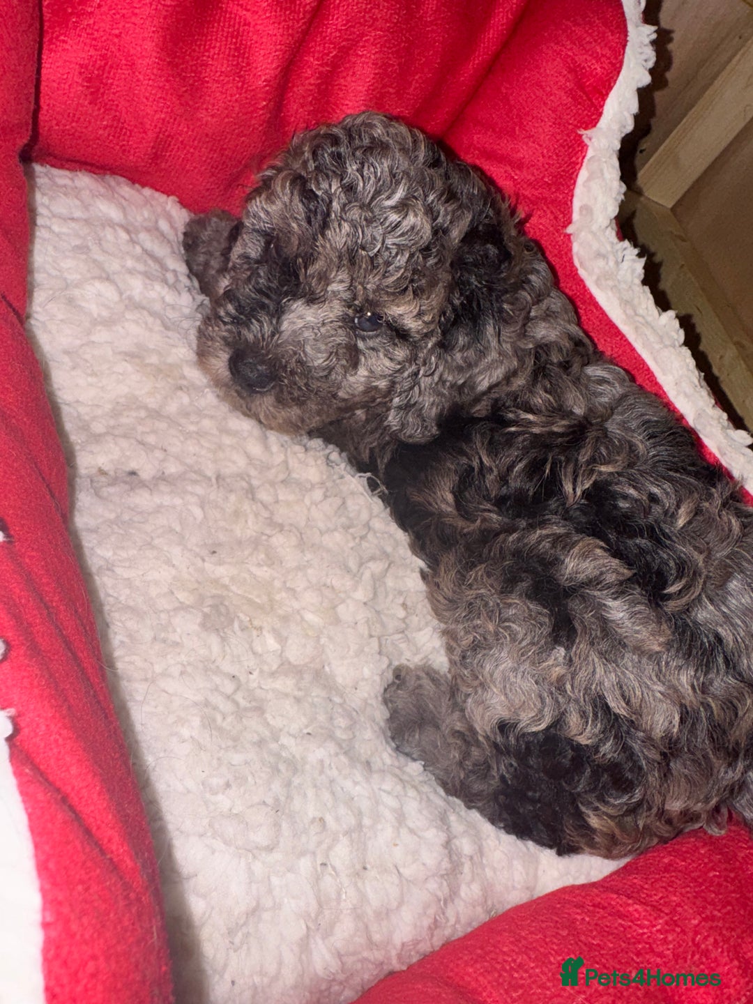 Cockapoo dogs for sale: Cockerpoo FB1 ready to leave  **  Eve  - Advert 23