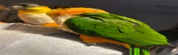 Parrots birds for sale: Parrots Caiques  pair  - Advert 2