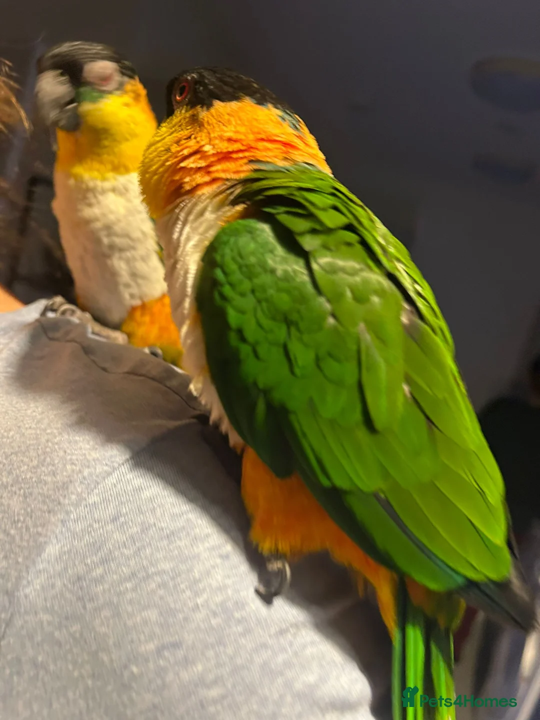 Parrots birds for sale: Parrots Caiques  pair  - Advert 2