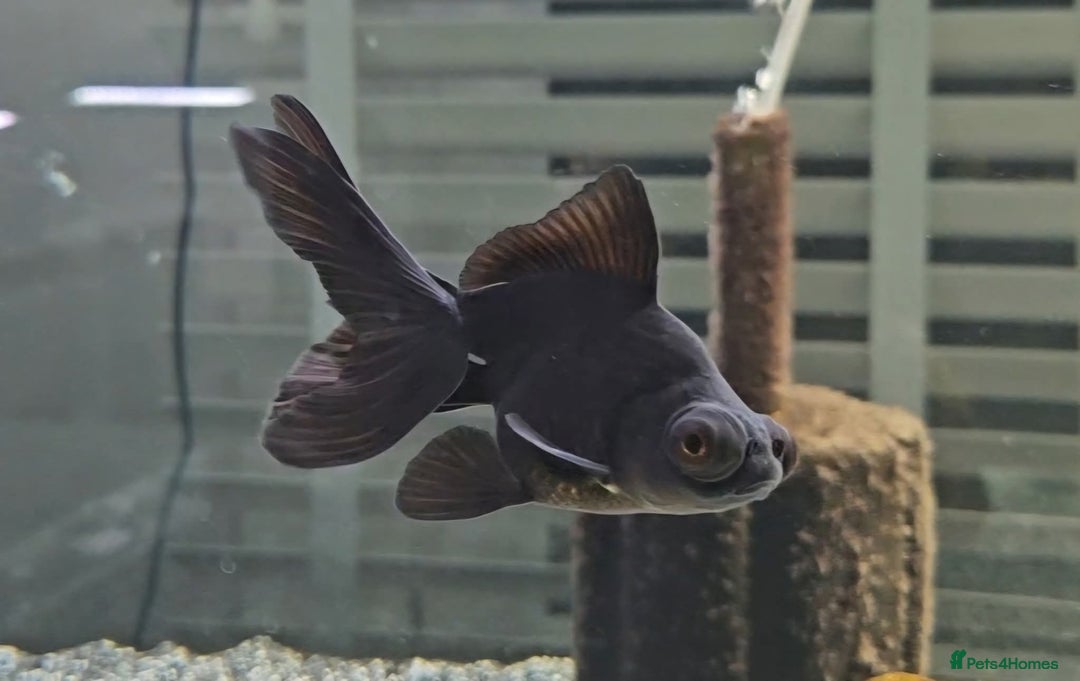 Fancy Goldfish fish for sale: Beautiful Fancy Goldfish for sale! - Advert 3