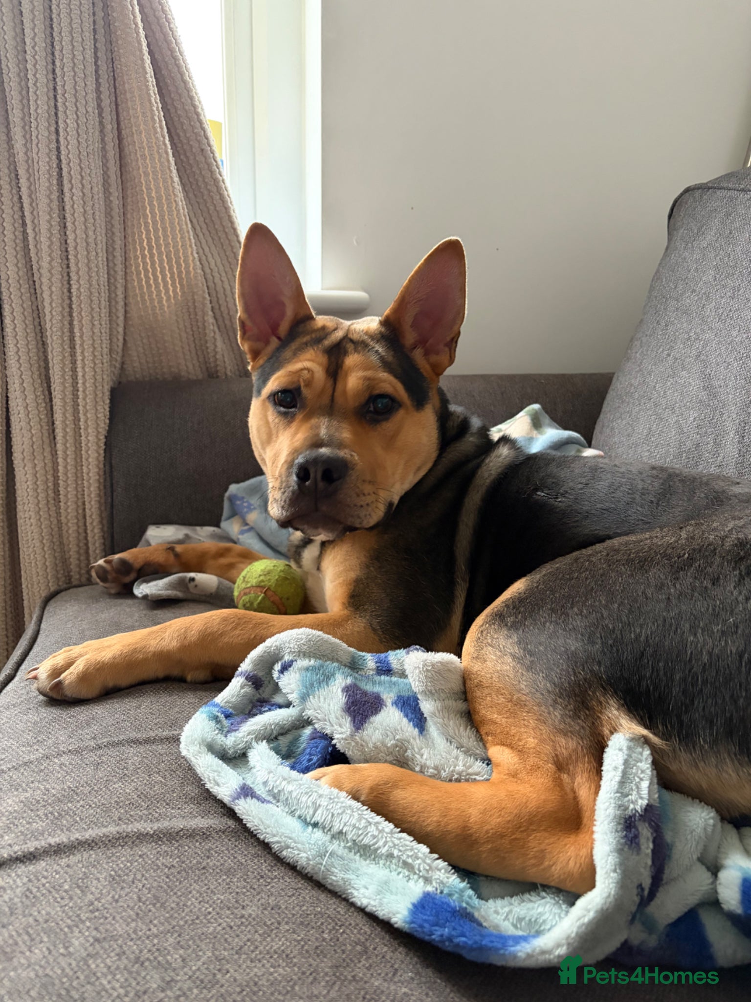 Mixed Breed dogs Looking for good home  - Advert 2
