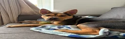 Mixed Breed dogs for sale: Looking for good home  in Pembroke Dock - Advert 1