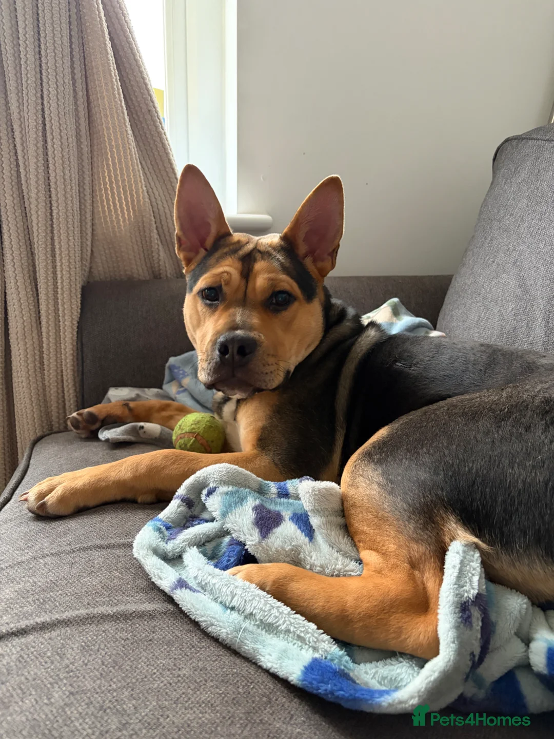 Mixed Breed dogs for sale: Looking for good home  in Pembroke Dock - Advert 1