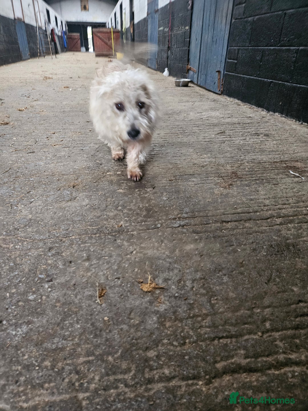 Glen of Imaal Terrier dogs for sale: Maximum dog in minimum frame! - Advert 11