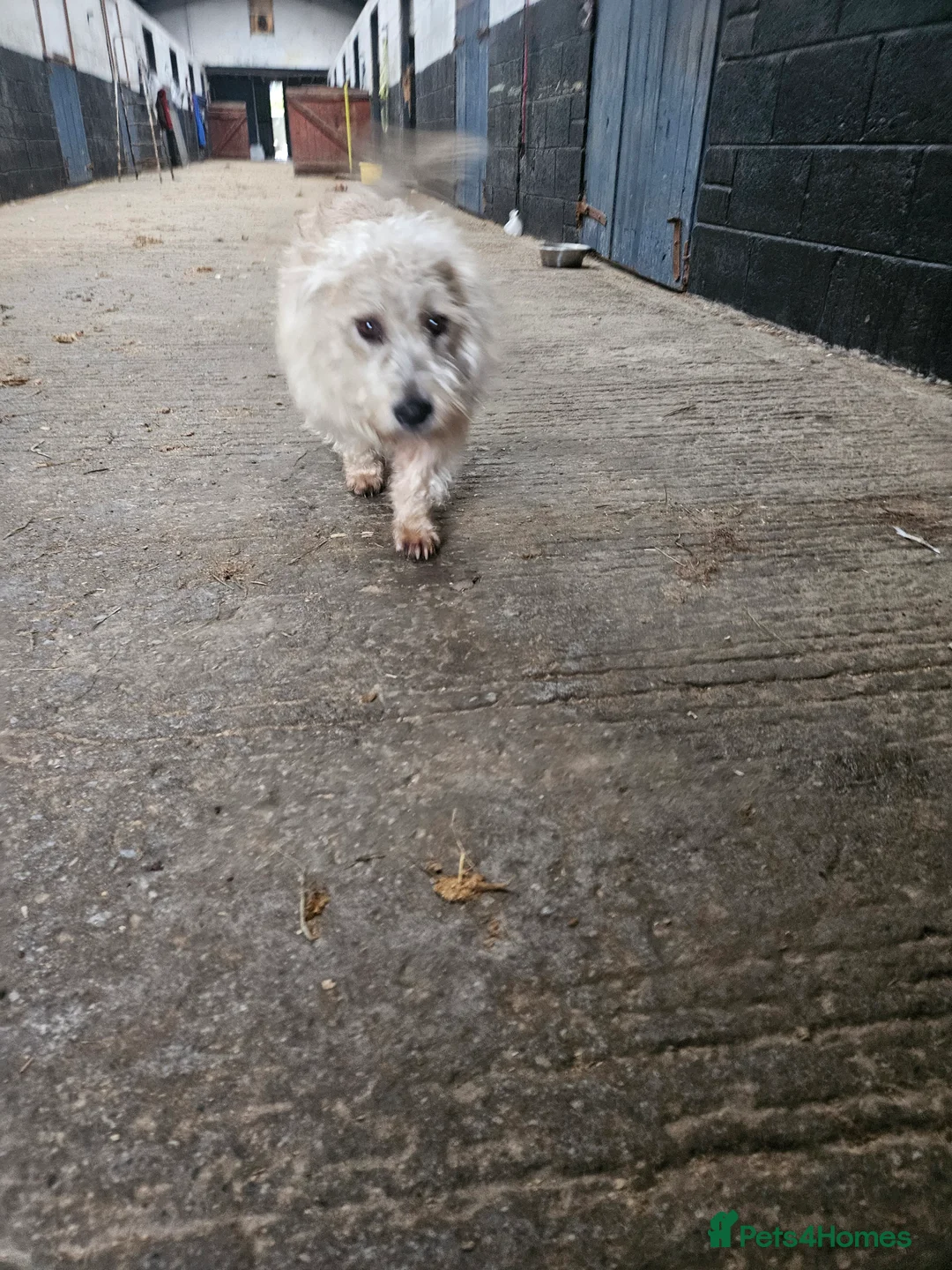 Glen of Imaal Terrier dogs for sale: Maximum dog in minimum frame! - Advert 3