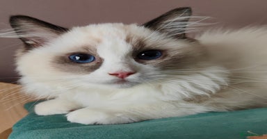 Ragdoll cats - Advert 12