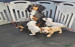 Cocker Spaniel dogs for sale: Cocker spaniels puppys  - Image 8