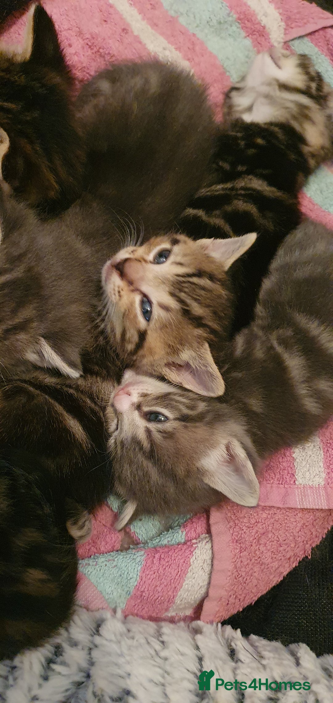 Domestic Shorthair cats for sale: 6 beautiful kitties - Advert 15