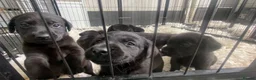 Labrador Retriever dogs for sale: KC registered black Labrador retriever pups  - Advert 3