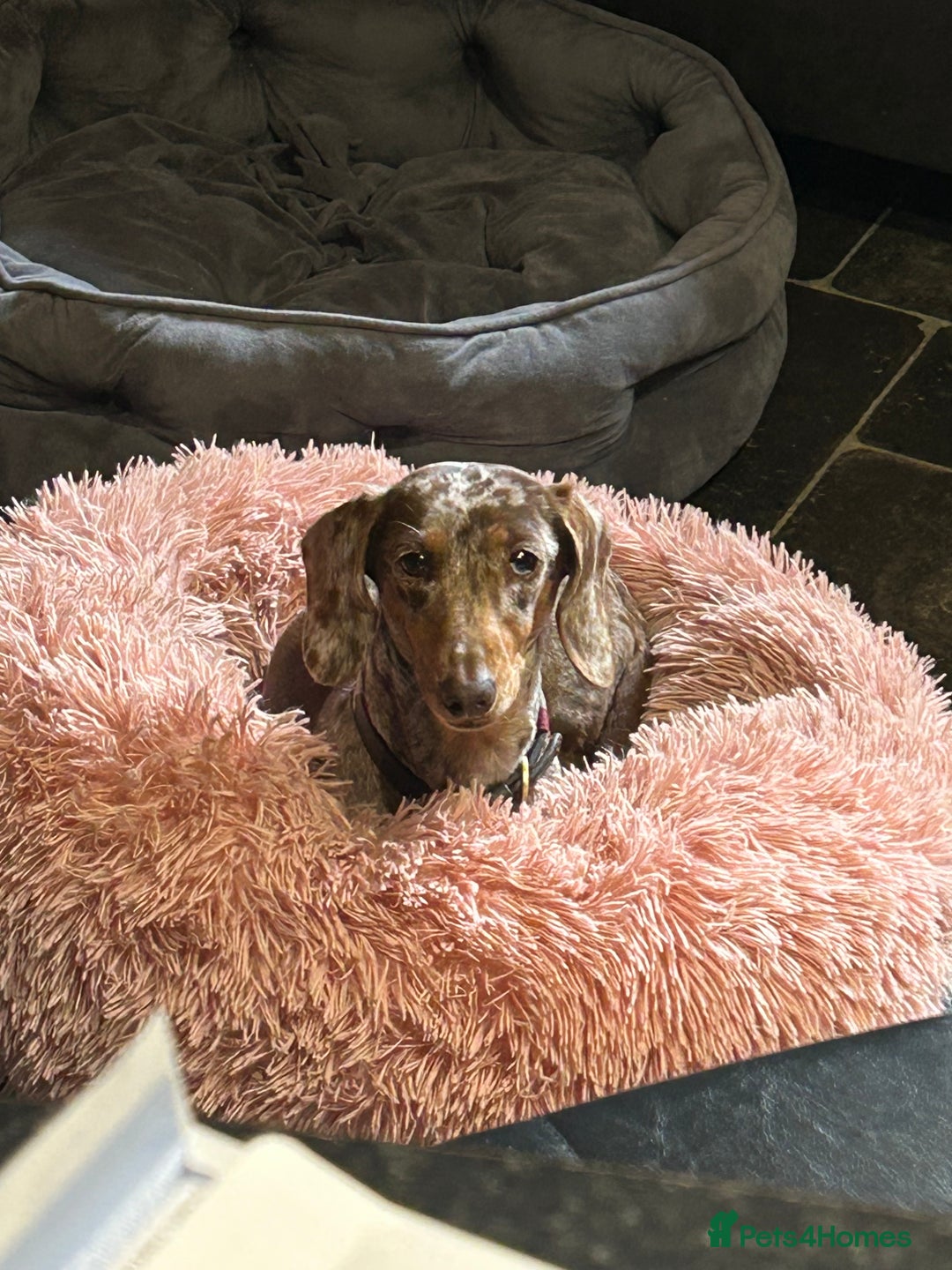 Miniature Dachshund dogs for sale: KC registered Minature Daxi puppies - Image 6