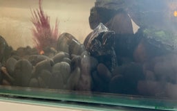 Terrapin reptiles for sale: Two terrapins and tank set up  - Image 1