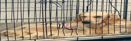 Golden Retriever dogs for sale: Beautiful golden retiver boy - Advert 7