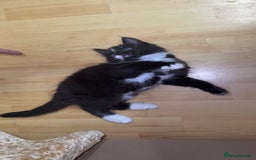 Mixed Breed cats for sale: 5 Beautiful Black & White Kittens Available  - Image 15