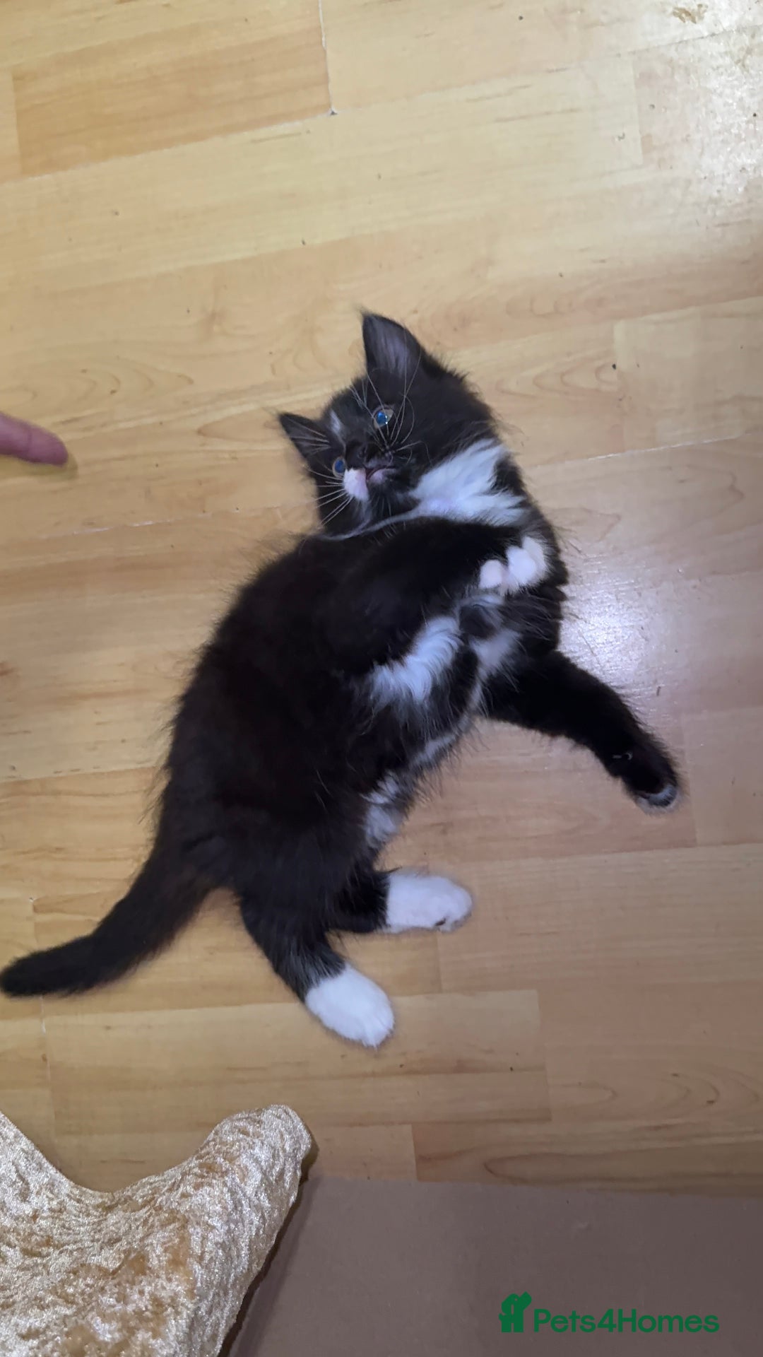 Mixed Breed cats for sale: 5 Beautiful Black & White Kittens Available  - Image 15