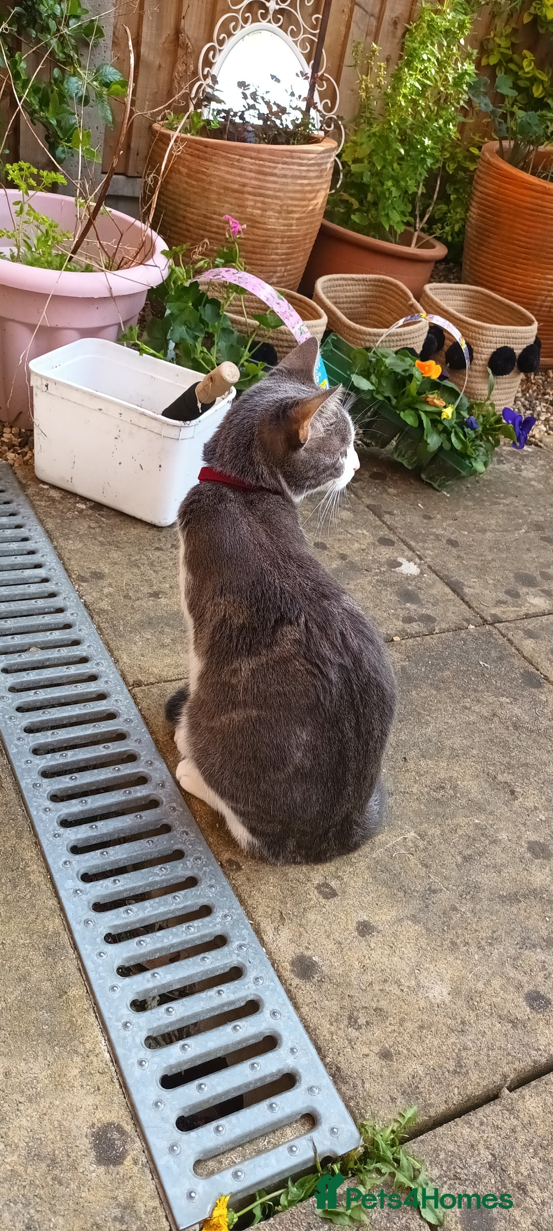 British Shorthair cats for sale: Bluebell is looking for a forever home - Image 10