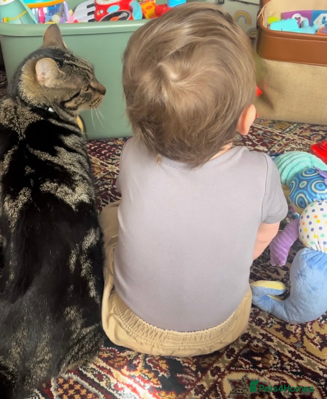 Domestic Shorthair cats for sale: Looking for a loving home for our loved male cat. - Image 5