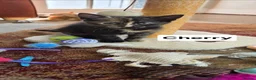 Mixed Breed cats for sale: 4 Beautiful kittens - Advert 25