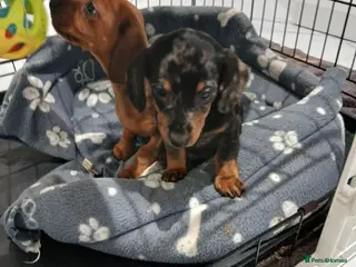 Miniature Dachshund dogs Miniature dachshund puppy's - Advert 18