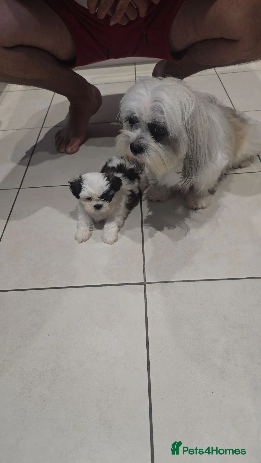 Shih Tzu dogs for sale: Adorable Purebred Shih Tzu - Advert 2
