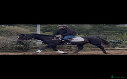 English Thoroughbred horses for sale: Dora - A Classy Flashy Allrounder  - Image 4