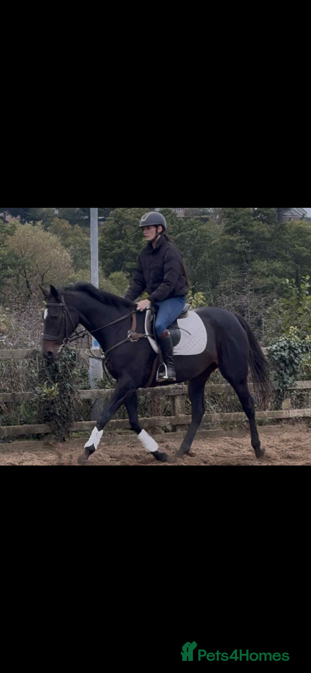 English Thoroughbred horses for sale: Dora - A Classy Flashy Allrounder  - Image 4