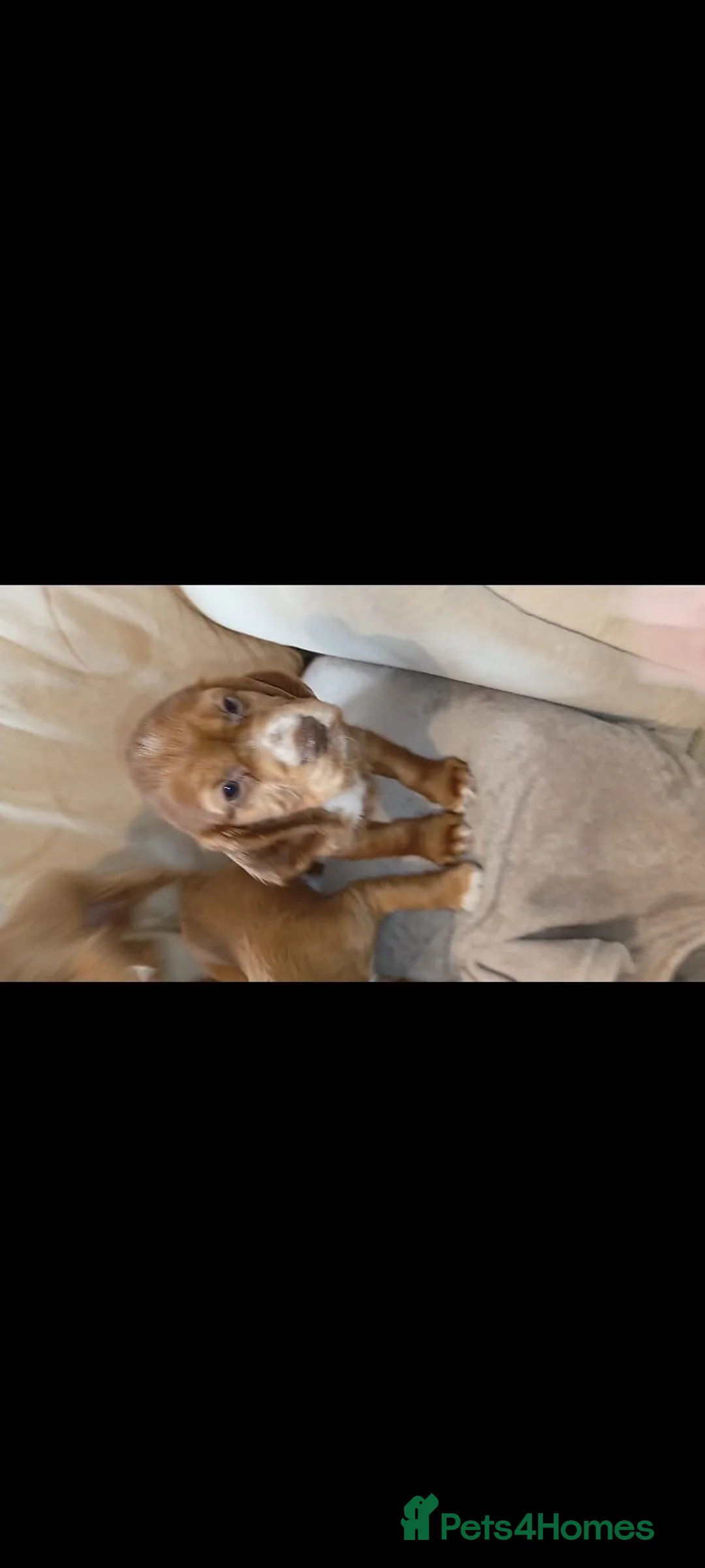 Cocker Spaniel dogs for sale: Cocker spaniel puppies in Middlesbrough - Advert 1