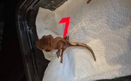 Gecko reptiles for sale: Crested Geckos in Liverpool - Image 12