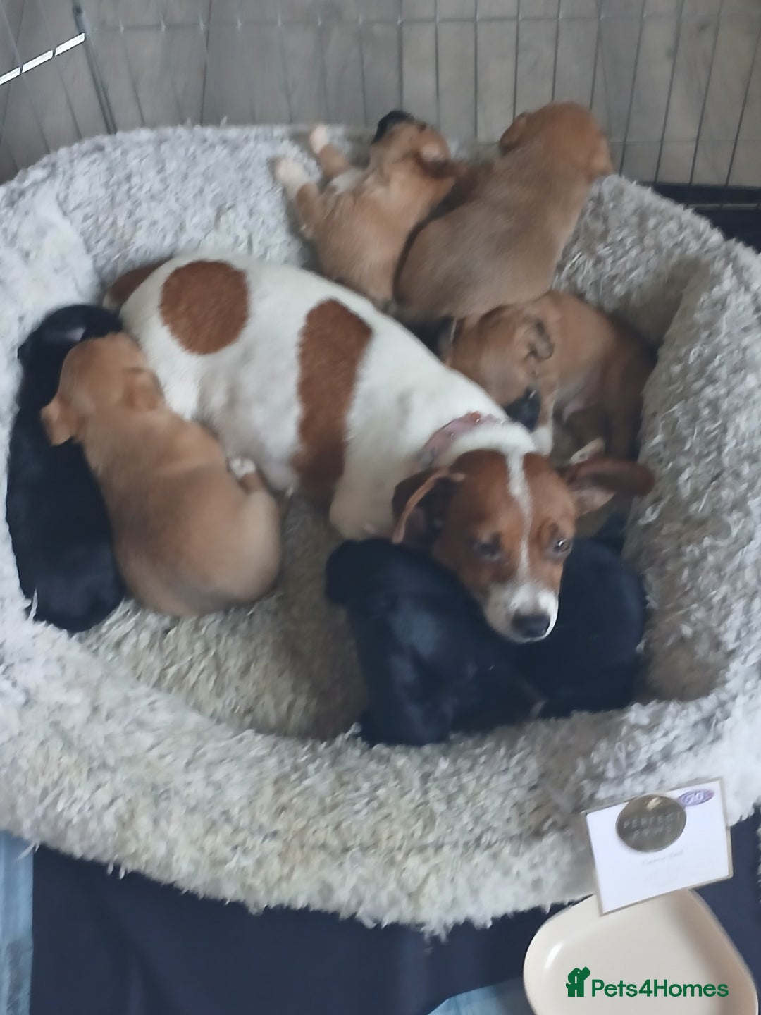 Mixed Breed dogs for sale: Jack russell cross  - Advert 2