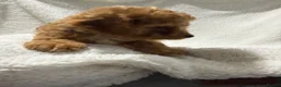 Cavapoo dogs for sale: 6 Bundles of fun Ready from 22 August  - Advert 15