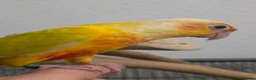 Conures birds for sale: Handreared Tame Conures - Advert 7