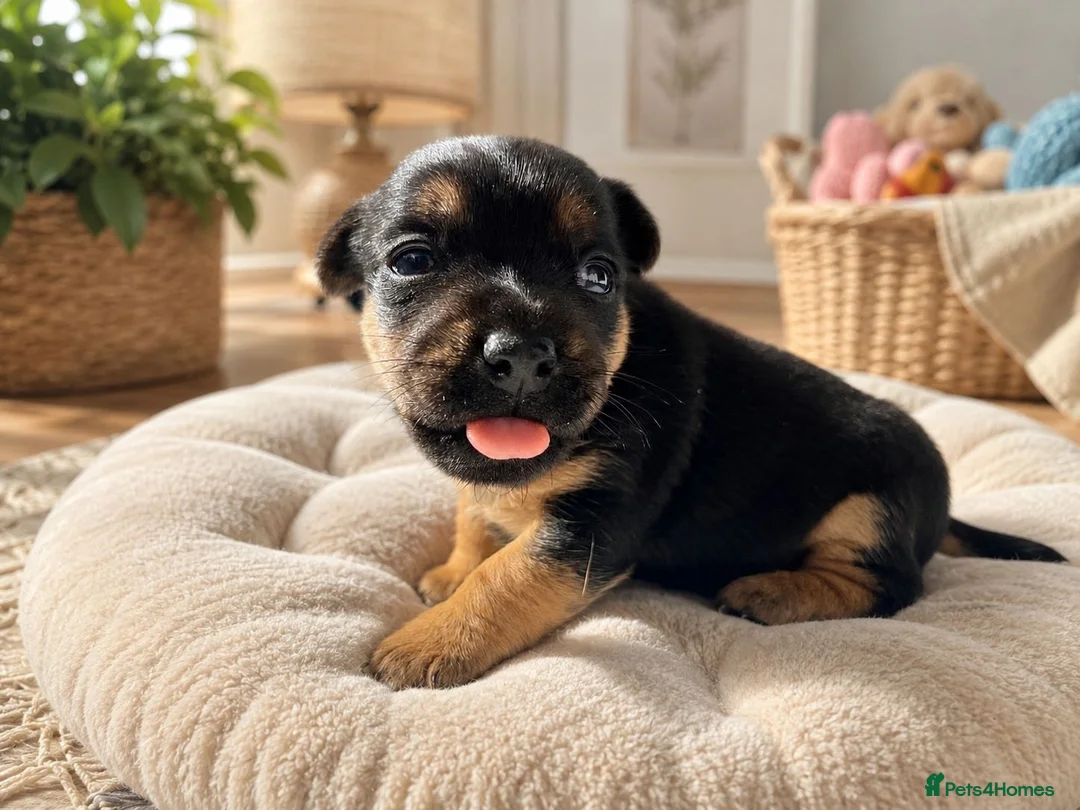 Mixed Breed dogs for sale: 🐶 Adorable Jack Russell Terrier Puppy 🐶 - Advert 2