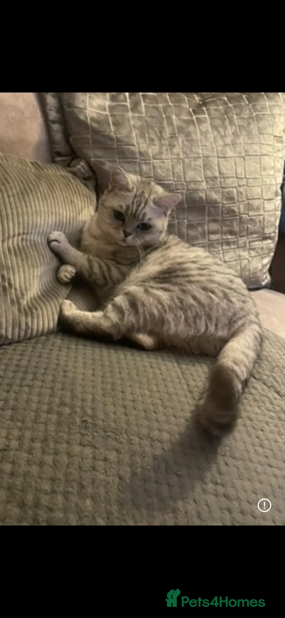 British Shorthair cats for sale: Loving home for GCCF reg BSH neuter girl  - Advert 1