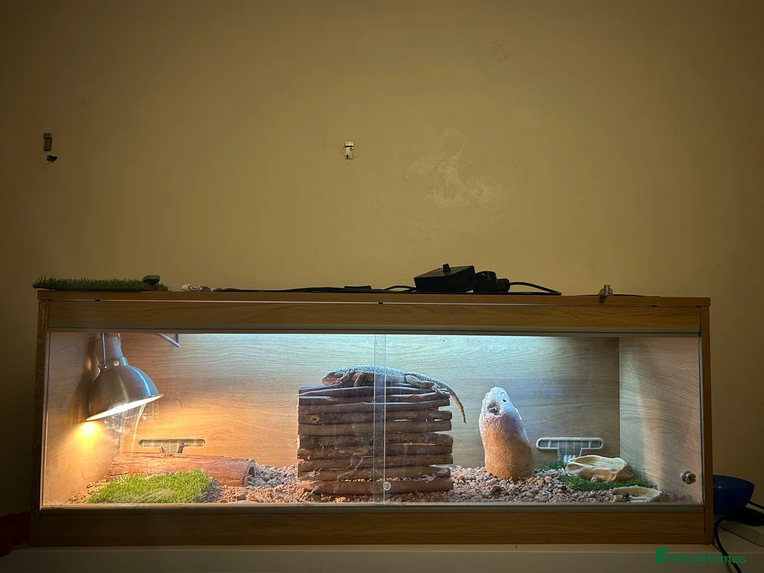 Bearded Dragon reptiles for sale: Male Bearded Dragon for sale  in Bristol - Advert 2