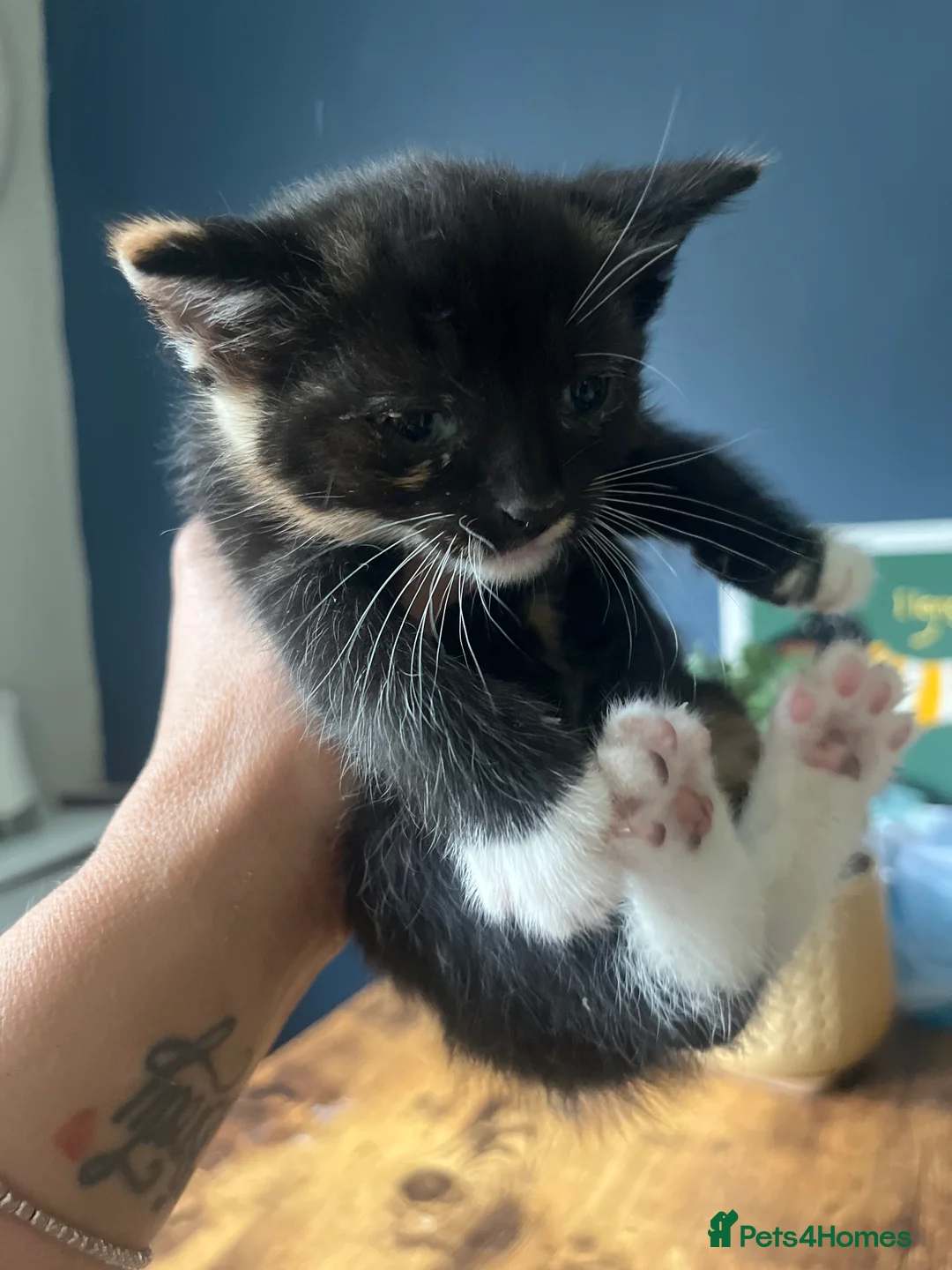 Mixed Breed cats for sale: Beautiful kittens - Advert 2