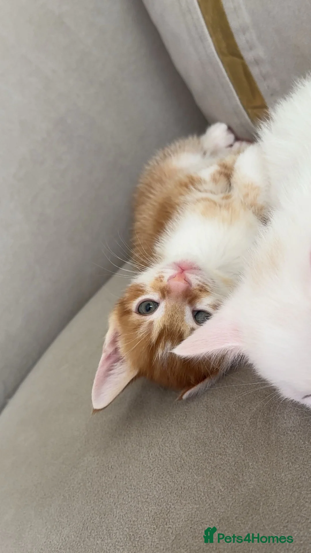 American Shorthair cats for sale: 5 kittens and 2 cats are looking for a new home.  - Advert 2