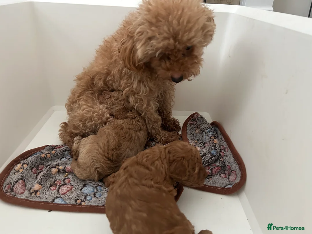 Toy Poodle dogs for sale: Adorable Toy poodle pups  in Jedburgh - Advert 2