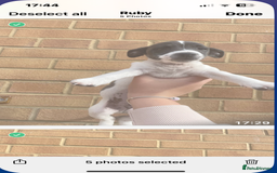 Jack Russell dogs for sale: Jack russsell puppy’s for sale small type - Image 14