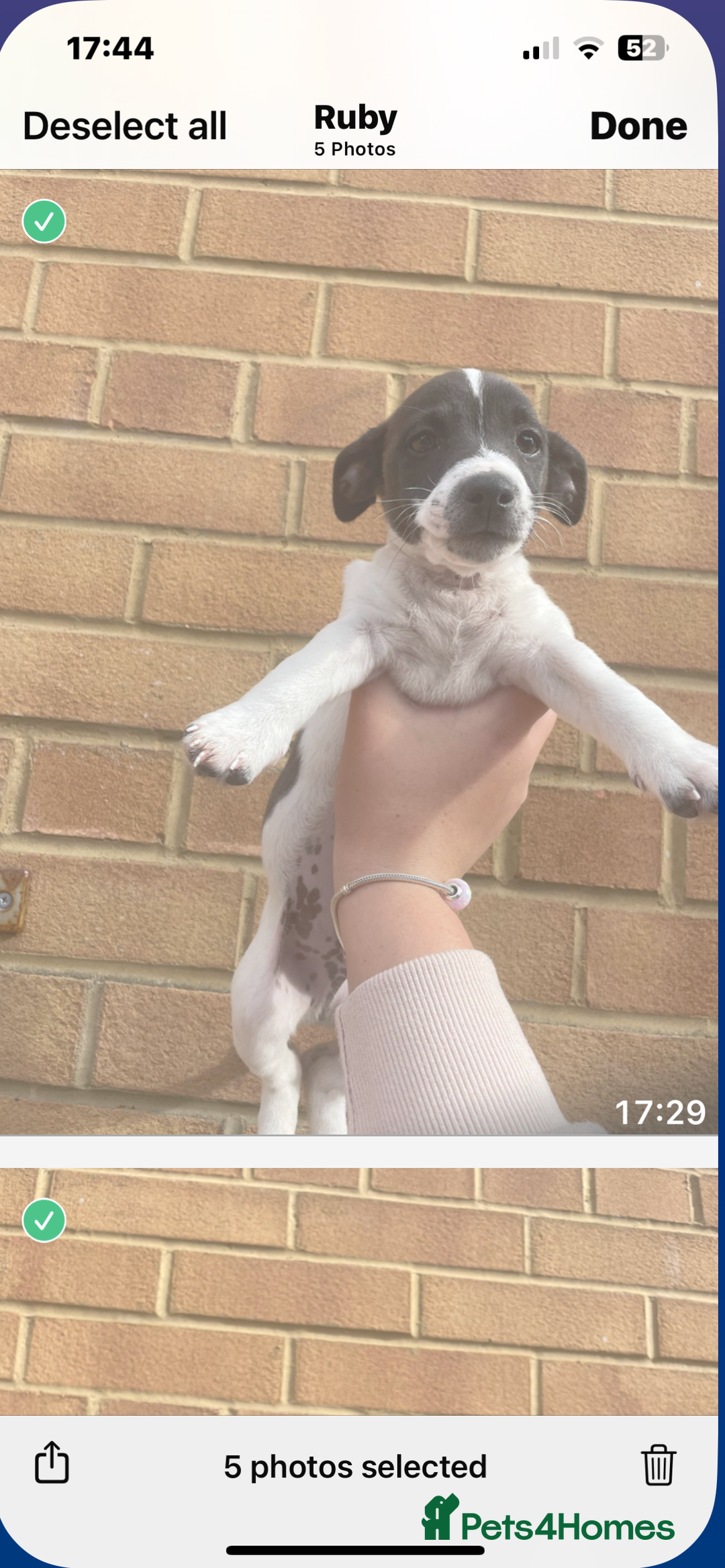 Jack Russell dogs for sale: Jack russsell puppy’s for sale small type - Image 14
