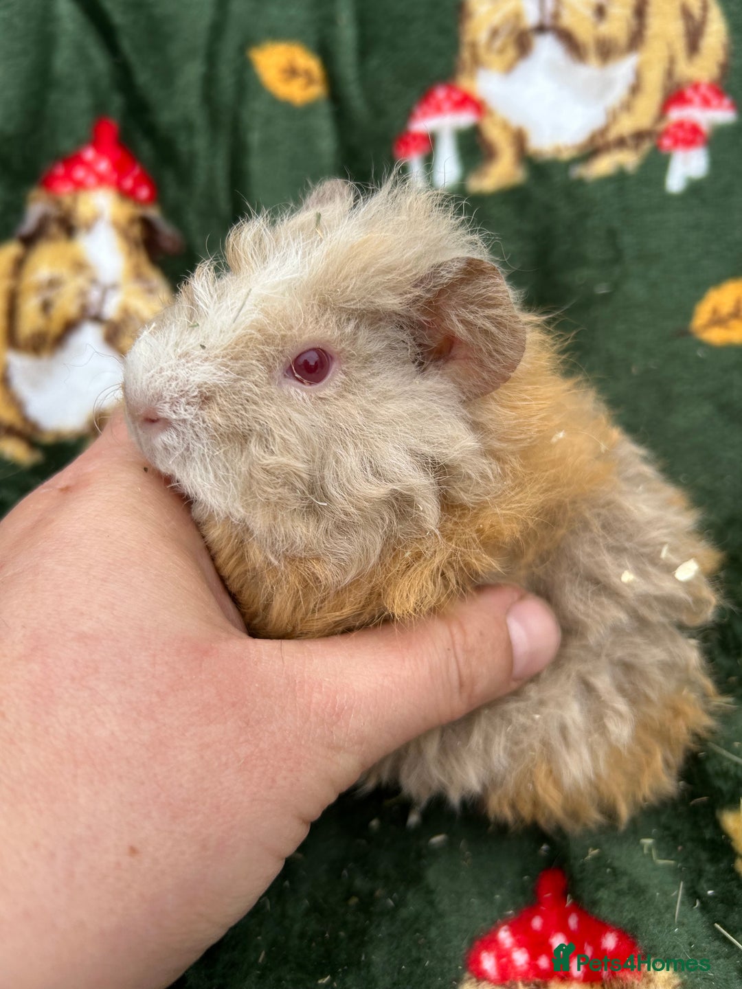 Guinea Pig rodents for sale: Baby Female Guineapigs  - Image 9