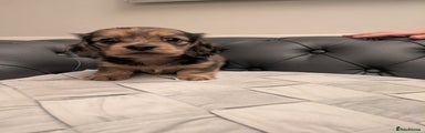 Miniature Dachshund Puppy