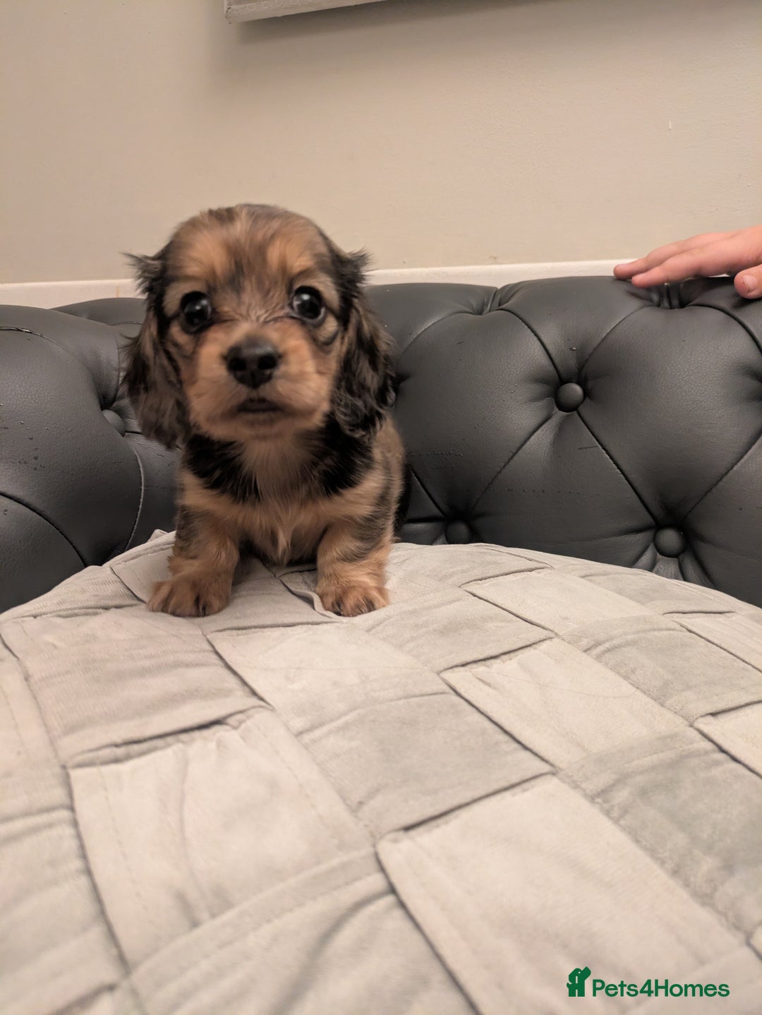 Miniature Dachshund dogs for sale: Long haired miniature dachshund - Advert 4