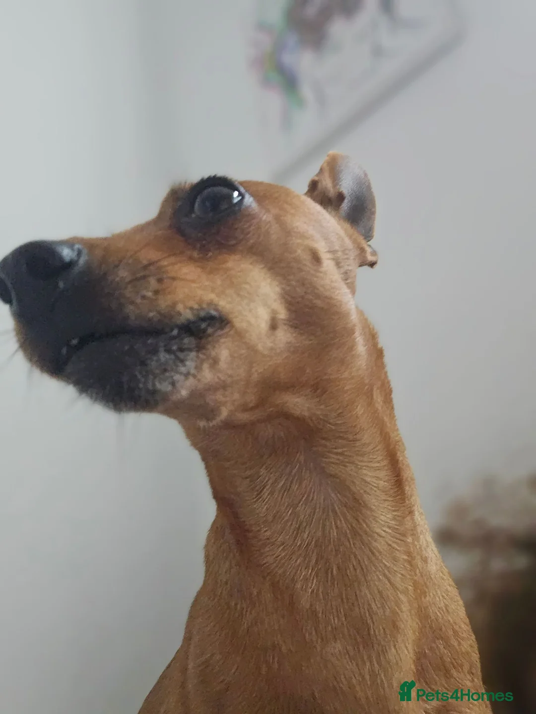 Miniature Pinscher dogs for stud: Terminator the mini pin in Dukinfield - Advert 2